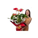 Fidanburada Hediye Paketli Antoryum Çiçeği-flamingo Çiçeği-anthurium