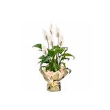 Fidanburada Hediye Paketli Barış Çiçeği - Spathiphyllum