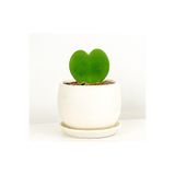 Fidanburada Hoya Kerrii (kalp Sukulent) Beyaz Curvy Saksılı