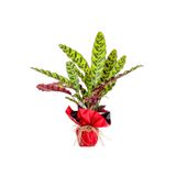 Fidanburada Kalatya (CALATHEA LANCİFOLİA INSİGNE) Hediye Paketli