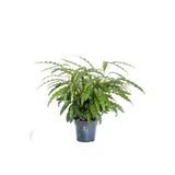 Fidanburada Kalatya (Calathea Rufibarba Green)
