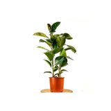 Fidanburada Kauçuk Bitkisi (ficus Elastica) 2 Gövdeli