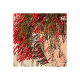 Fidanburada Kırmızı Mercan Çiçeği (Russelia Equisetiformis)