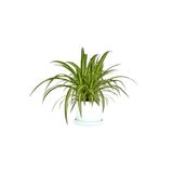 Fidanburada Kurdele Çiçeği (Chlorophytum Comosum) Ruby Beyaz Saksılı