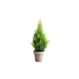 Fidanburada Limon Servi (Cupressus Macrocarpa Goldcrest) 6'lı Set