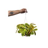 Fidanburada Maranta Fascinator - Dua Çiçeği - Askılı Saksıda