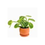 Fidanburada Maranta Leuconeura Lemon Lime - Dua Çiçeği Curvy Terra Cotta Saksılı
