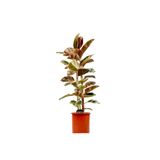 Fidanburada Pembe Alacalı Kauçuk Bitkisi-Ficus Elastica Belize- 2 Gövdeli