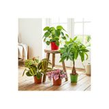 Fidanburada Popüler Salon Bitki Seti 5 ( Pilea - Örgülü Para Ağacı - Dua Çiçeği - Hostes Çiçeği )
