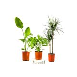 Fidanburada Salon Bitkisi Seti Starliçe - Monstera - Marginata