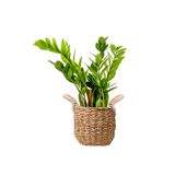 Fidanburada Zamia Bitkisi - Basic Hasır Saksılı Zamioculcas 30-40 Cm