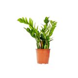 Fidanburada Zamia Bitkisi - Zamioculcas Zamiifolia 30-40cm