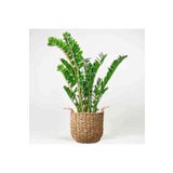 Fidanburada Zamia Bitkisi - Zamioculcas Zamiifolia - Hasır Saksılı