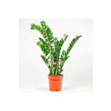 Fidanburada Zamia Bitkisi - Zamioculcas