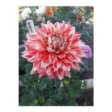 Fidancınız 7 Adet Dev Yıldız Çiçeği Dahlia Yumrusu Soğanı Karışık 7 Ayrı Renk