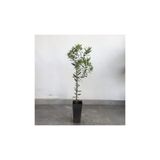 fidanciyiz 10 Adet Saksıl Tam Bodur Arbequina Zeytin Fidanı 1 Yaş - 20-40 Cm Boy Dış Mekan Ağaçları P1291S3642