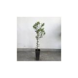 Fidancıyız 5 adet Saksılı Tam Bodur Arbequina Zeytin Fidanı 1 Yaş - 40-60 Cm Boy