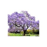 fidanciyiz Dünya'nın En Hızlı Büyüyen Ağacı Paulownia Fidanı(10 Adet Boy 20 Ila 30 Cm )