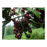 Fidancıyız Karayemiş Fidanı Laz Kirazı Prunus Laurocerasus, , Saksıda