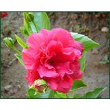 Fidancıyız Katmerli Japon Gülü Fidanı, Pembe, Saksılı(Boy 70CM Ile 1m)