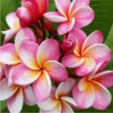 Fidancıyız Saksıda Amerikan Fulu (Plumeria Alba) Ağacı Fidanı