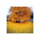 Fidancıyız Tüplü Ginkgo Biloba Mabet Ağacı Fidanı