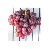 FidanDükkanı Red Globe Açık Kök Üzüm(asma-bağ) Fidanı