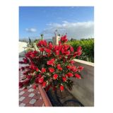 fidangetir Fırça Çalısı Çiçeği Fidanı 30-60 cm