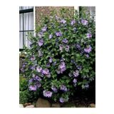 fidanistanbul Ağaç Hatmi Lila Çiçekli Hibiscus syriacus Oiseau Bleu 20 40 cm