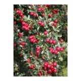 fidanistanbul Alıç Fidanı Kırmızı Crataegus monogyna Saksıda