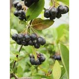 Fidanistanbul Aronya Fidanı Rus Yaban Mersini Aronia Melanocarpa Nero 4 Yaş 40 60 cm Saksıda - 1 Adet