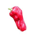 Fidanistanbul Biber Acı İSot Urfa Biberi Tohumu Paket 10 gr.