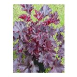 fidanistanbul Bordo Mercan Çanı Çiçeği Heuchera micrantha Melting Fire Saksıda