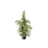 Fidanistanbul Ficus benjamina Starlight, 80-100 cm, Saksıda