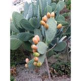 Fidanistanbul Hint İnciri Fidanı Frenk Yemişi Opuntia Humifusa 30 50 cm Saksıda