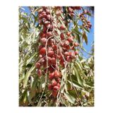Fidanistanbul İğde Fidanı Elaeagnus Angustifolia Aşılı 3 Yaş 120 cm Saksıda