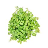 Fidanistanbul Kalp Kalbe Karşı Çiçeği Yeşil Yapraklı Peperomia Prostrata Saksıda