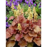 Fidanistanbul Karamel Mercan Çanı Çiçeği Heuchera Caramel Saksıda