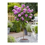 fidanistanbul Lila Baston Gül Fidanı Rosa ad alberello Lilac 120 cm Saksıda