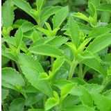 Fidanistanbul Stevia Şeker Otu Tohumu Paket +-40 Adet