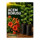 FİDANKÖY Acem borusu tüplü Campsis radicans