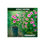 FİDANKÖY Ağaç hatmi çiçeği fidanı saksılı