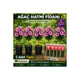 FİDANKÖY Ağaç hatmi fidanı 5 adet tüplü