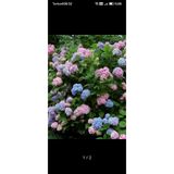 FİDANKÖY Ortanca Fidanı Karışık Renk 10-20 cm
