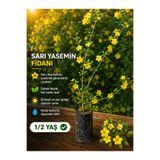 FİDANKÖY Sarı yasemin fidanı büyük tüplü