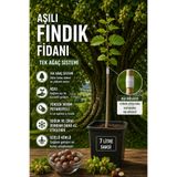 FİDANKÖY Tek ağaç aşılı fındık fidanı Corlyus Colurna buyuk saksıda