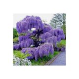 FİDANKÖY Wisteria Sinensis Mor Salkım Fidanı 10-20 cm