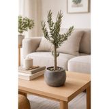 FİDANLIDAN Bonsai Zeytin Ağacı Alçı Saksıda – Dekoratif Canlı Zeytin Fidanı