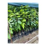 Fidanlıdan Tüplü Aşılı Has Avokado Fidanı