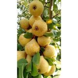 FİDANLIDAN Tüplü Naşi ( Japon ) Armut Fidanı